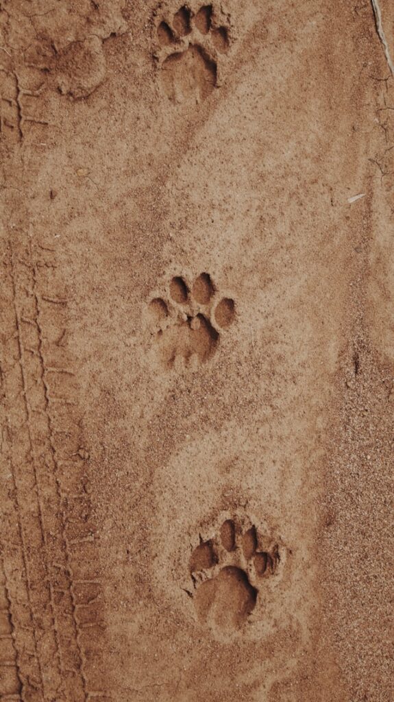 sustainable safari travel practices 05