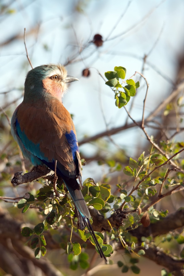 top birding spots on safari 01