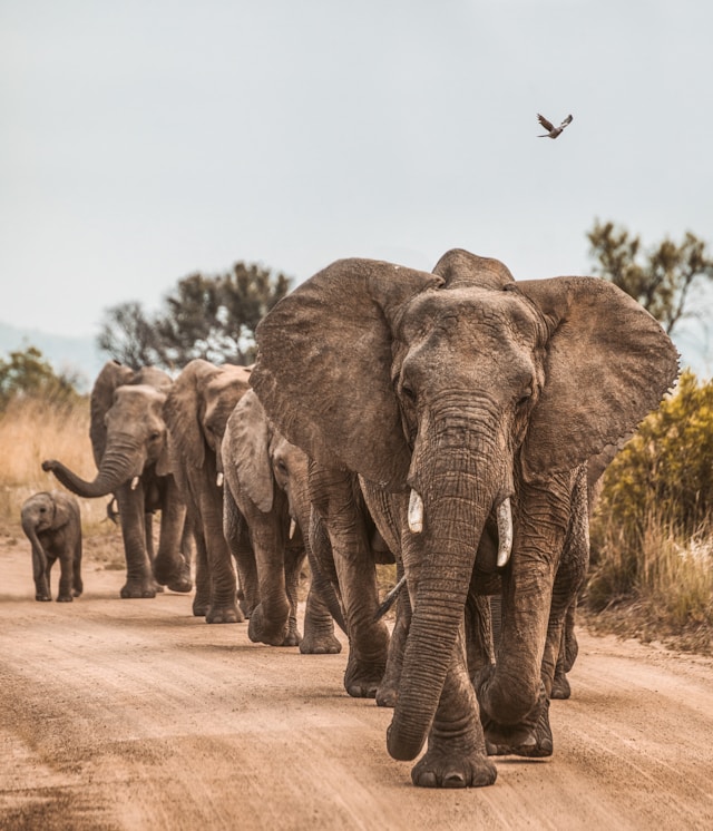 close encounters with African elephants 01