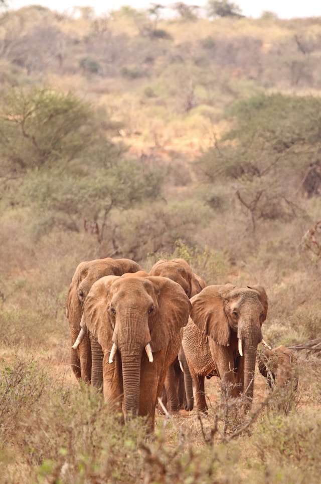close encounters with African elephants 02